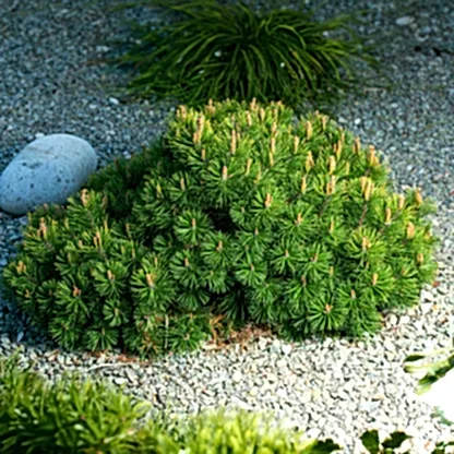 Pumillio Mugho Pine