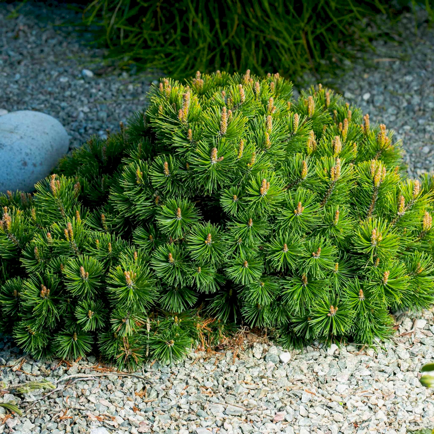 Pumillio Mugho Pine