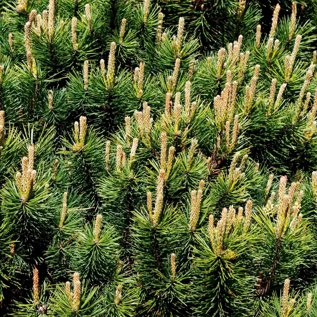 Pine