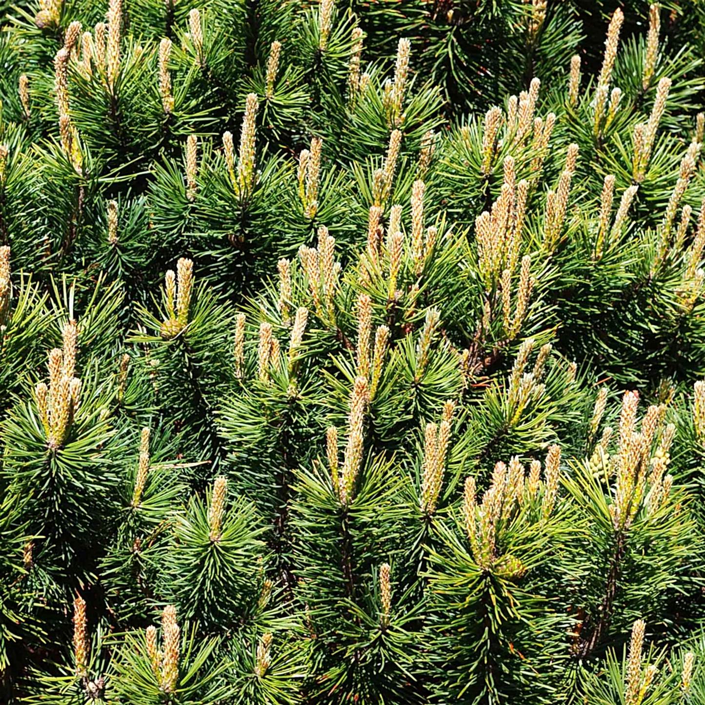 Pumillio Mugho Pine