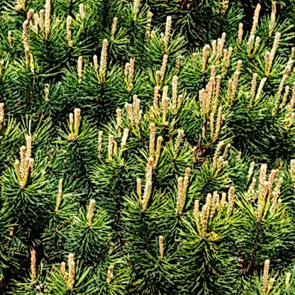 Pumillio Mugho Pine