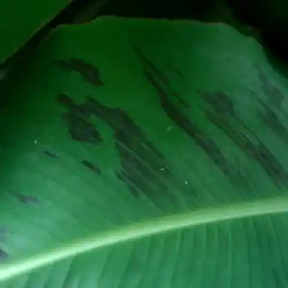 Truly Tiny Banana Tree