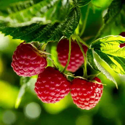 Nova Red Raspberry Plant