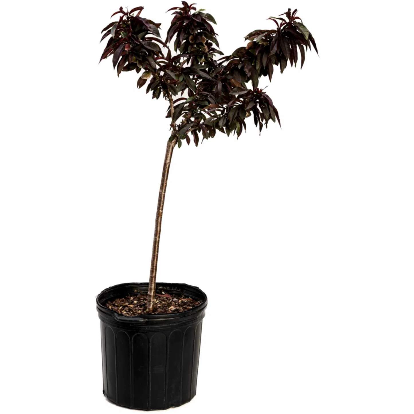 Bonfire Patio Peach Plant
