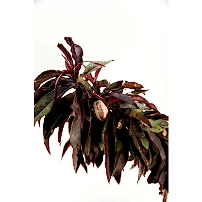 Bonfire Patio Peach Plant