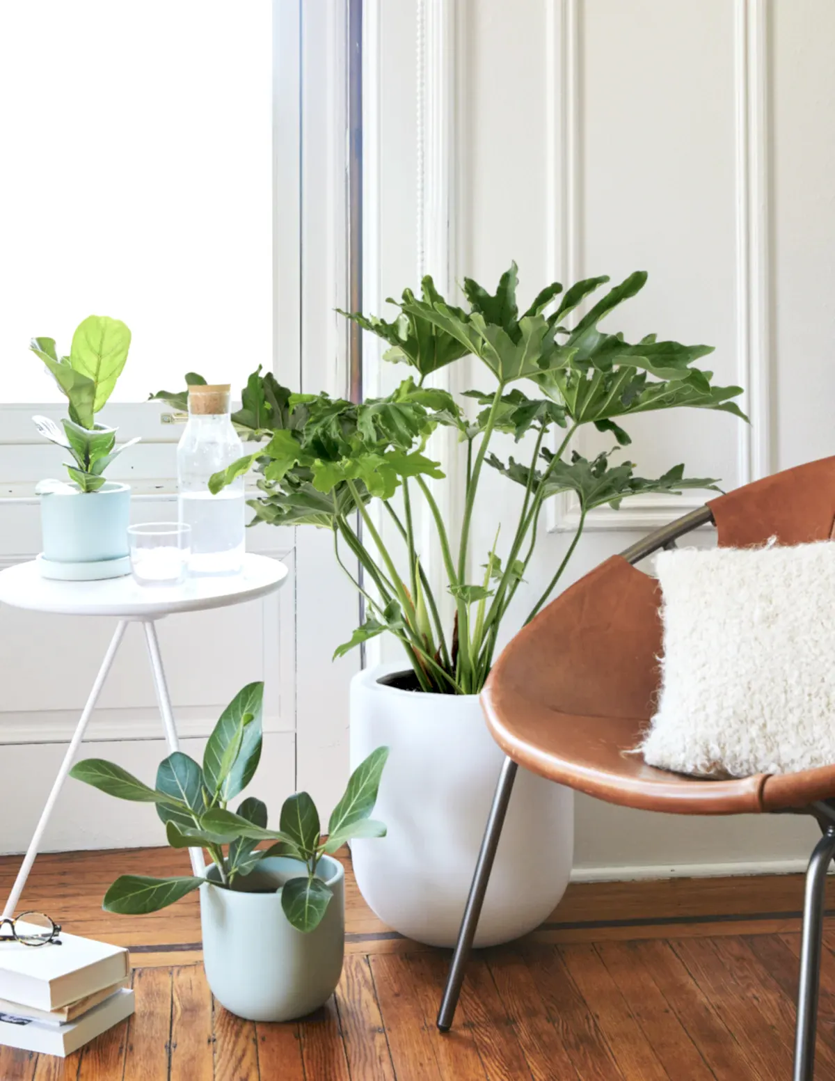 Large Philodendron Selloum ‘Hope’