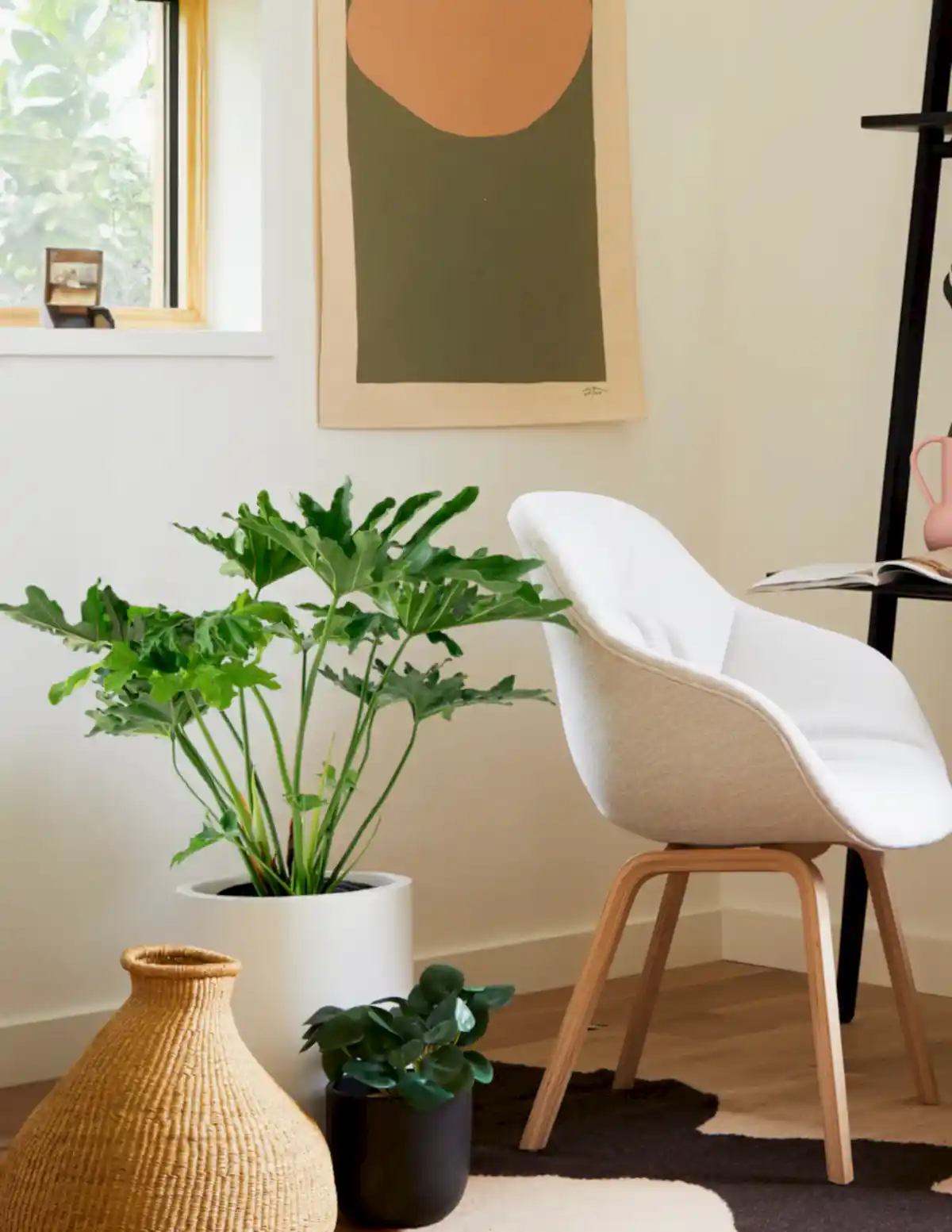 Large Philodendron Selloum ‘Hope’