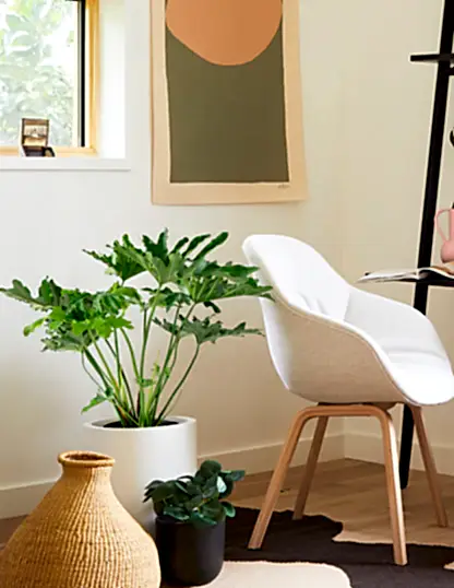 Large Philodendron Selloum ‘Hope’