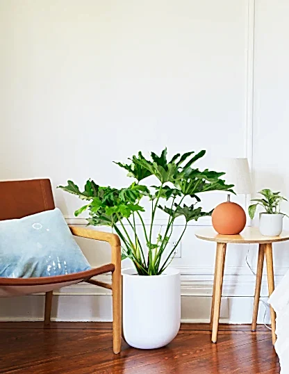 Large Philodendron Selloum ‘Hope’