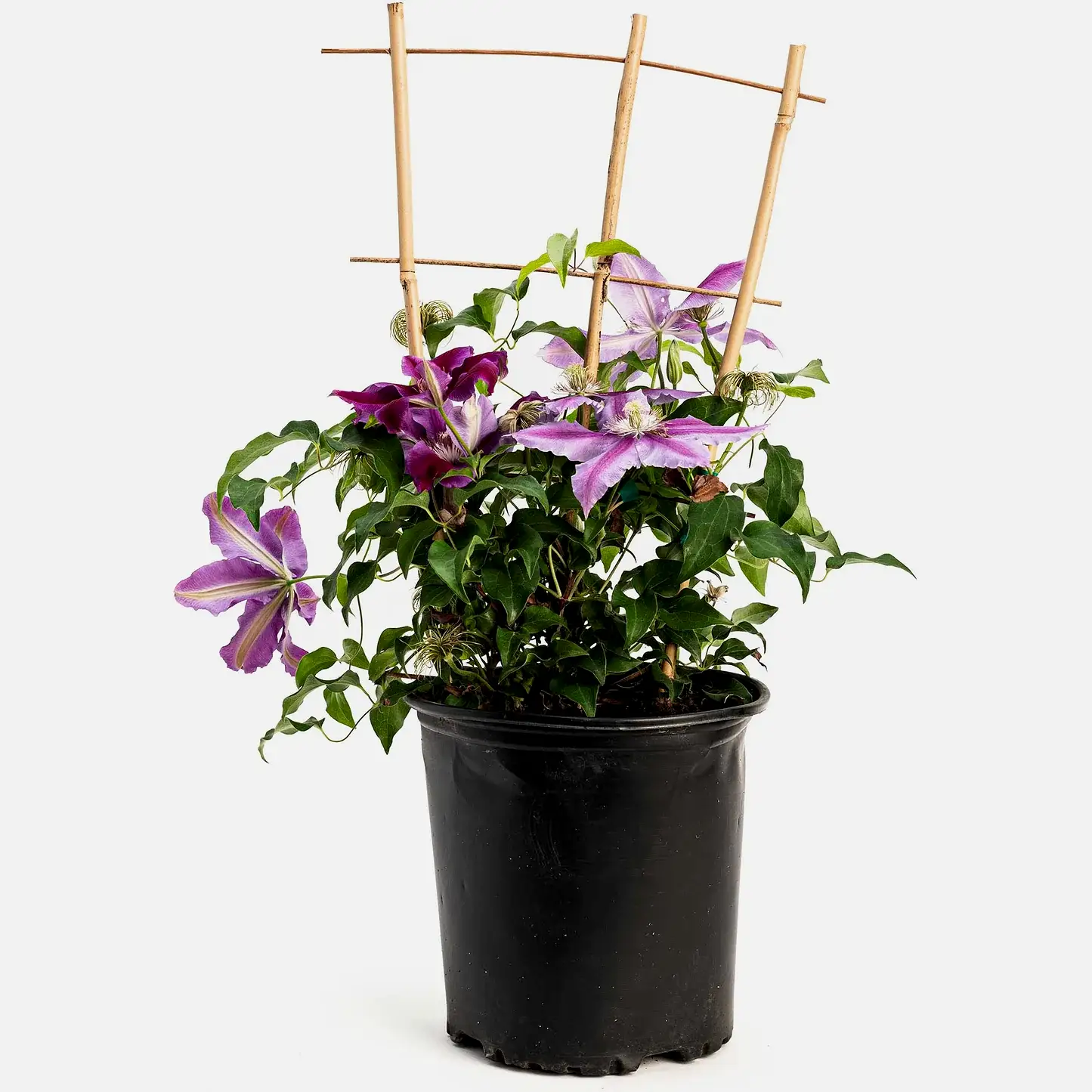 Dr. Ruppel Clematis