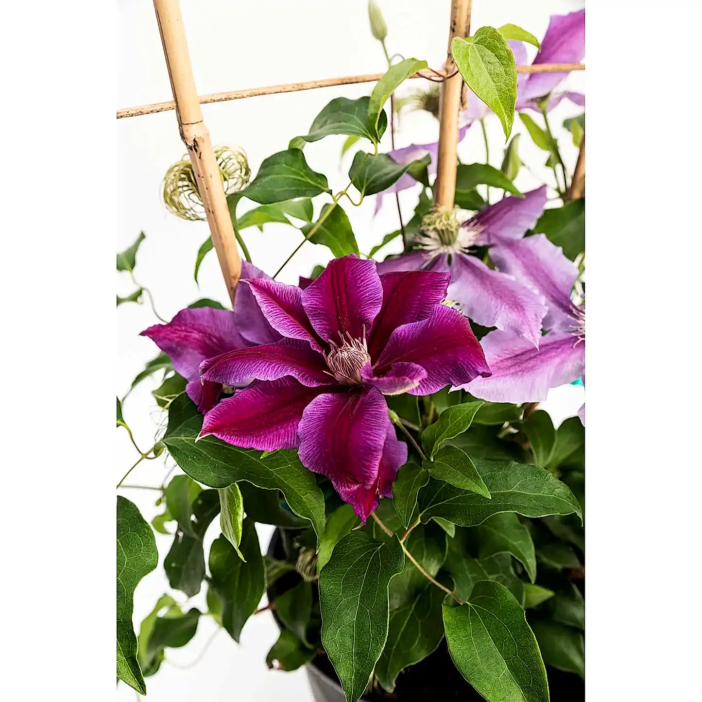 Dr. Ruppel Clematis