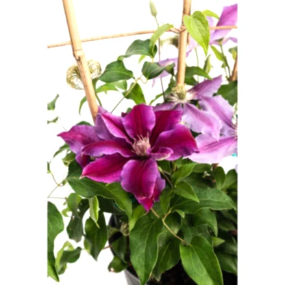 Dr. Ruppel Clematis