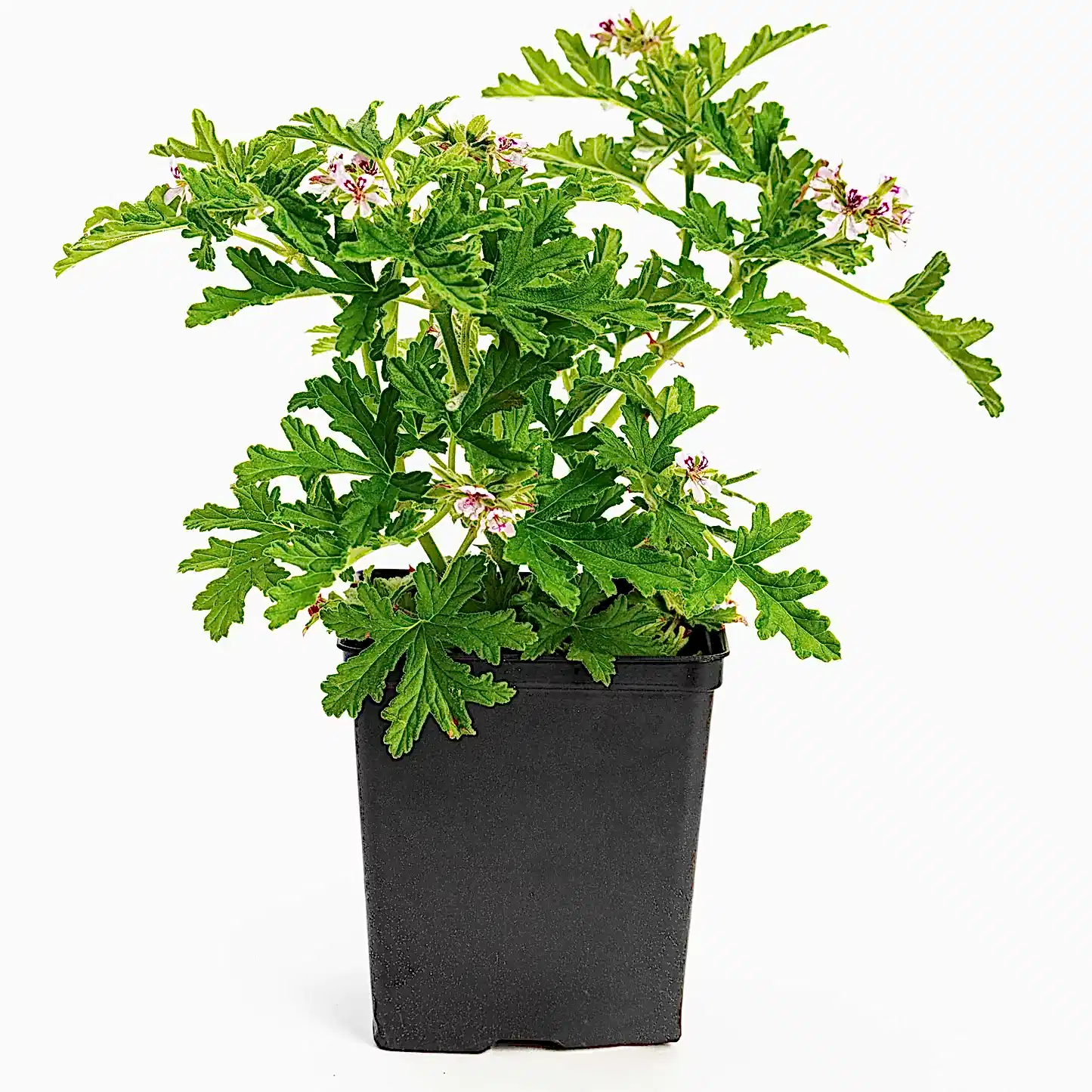 Citronella Bush