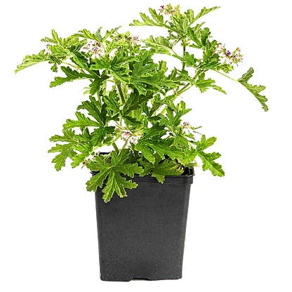 Citronella Bush