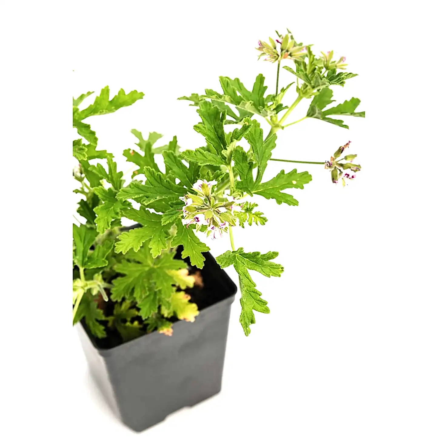 Citronella Bush