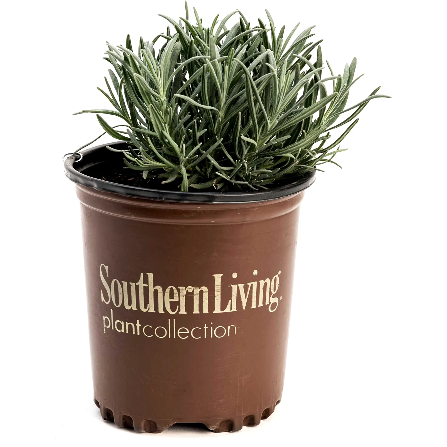 Phenomenal™ Lavender Plant