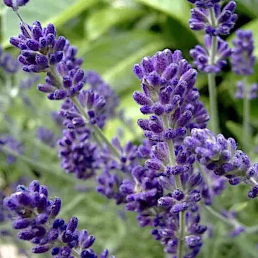 Phenomenal™ Lavender Plant