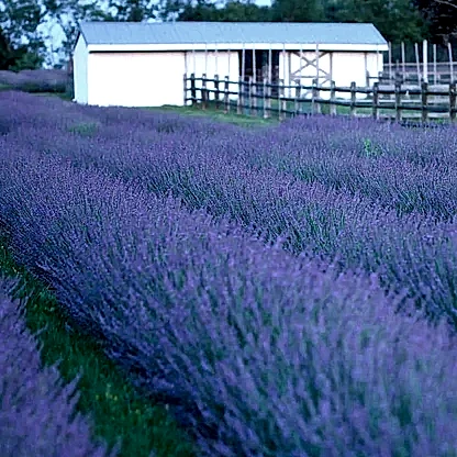 Phenomenal™ Lavender Plant