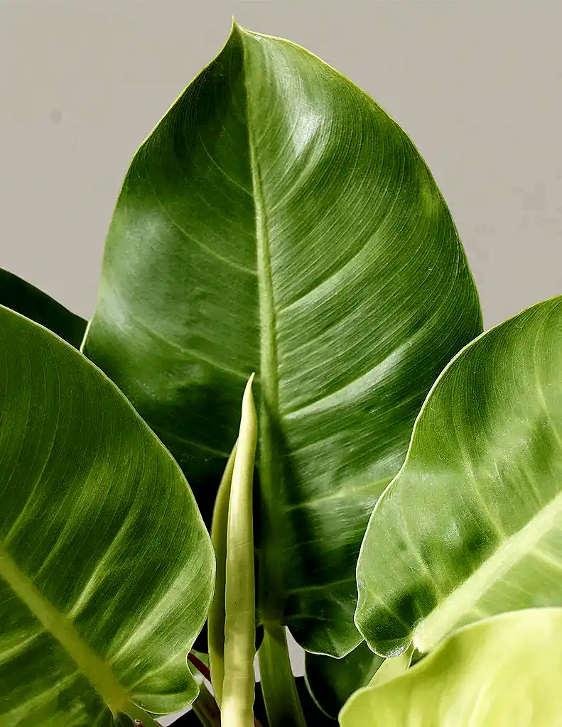 Philodendron 'Moonlight'