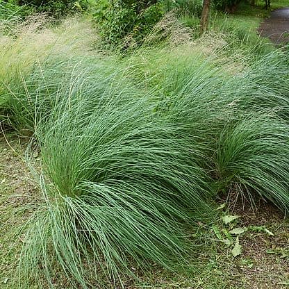 Pink Muhly Grass