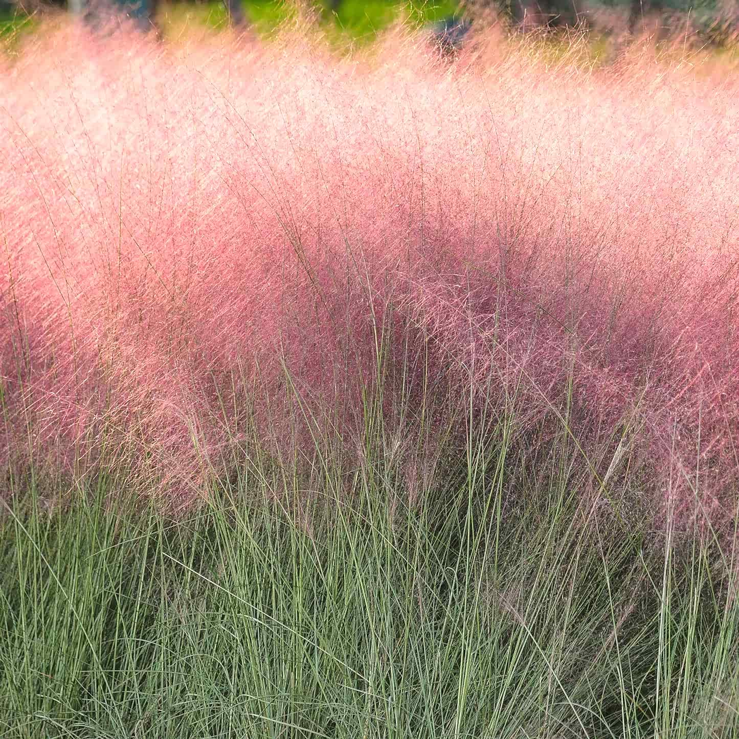 Pink Muhly Grass