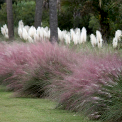 Pink Muhly Grass