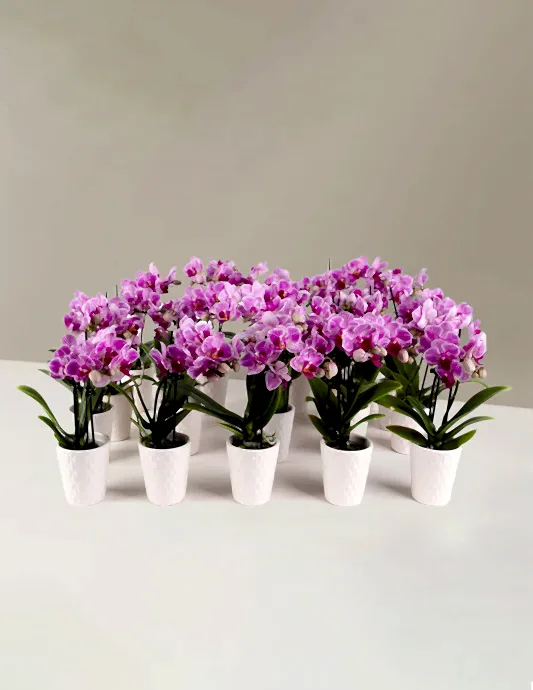 Orchid Party Pack, Set of 20