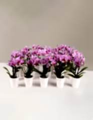Orchid Party Pack, Set of 20