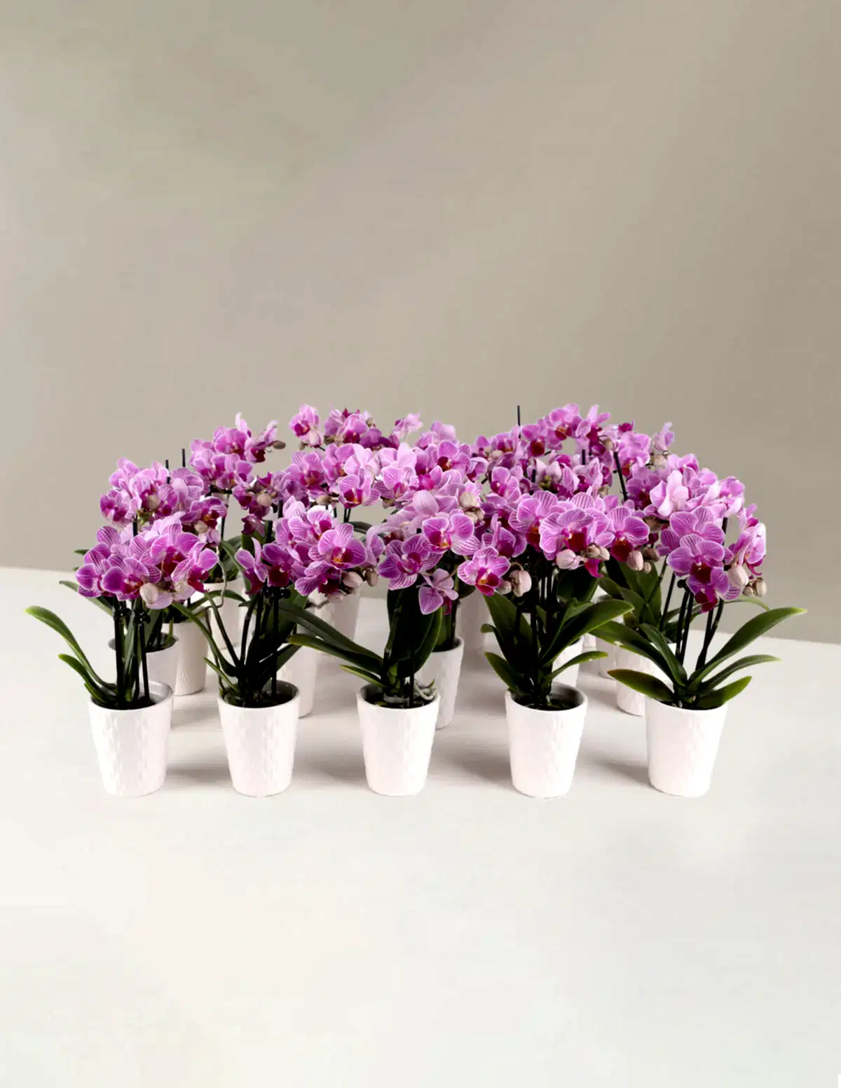 Orchid Party Pack, Set of 20