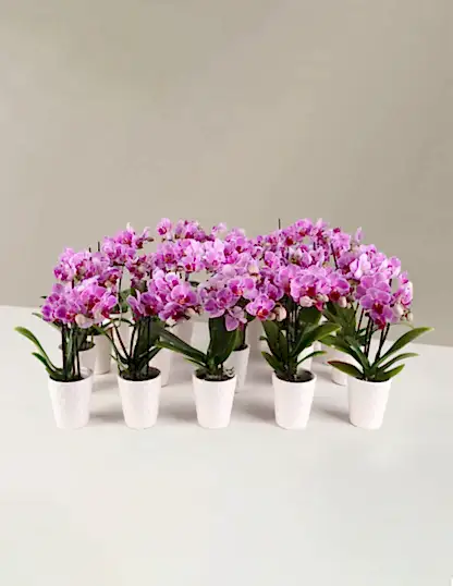 Orchid Party Pack, Set of 20