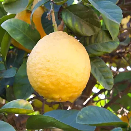 Ponderosa Lemon Tree