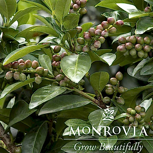 Volcano Cherry Laurel Topiary