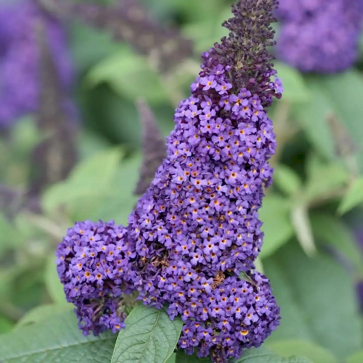 Pugster Blue® Butterfly Bush