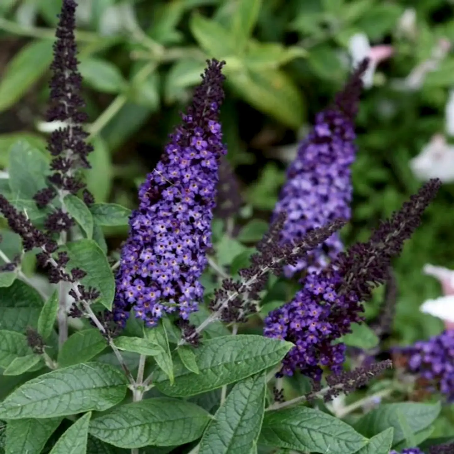 Pugster Blue® Butterfly Bush