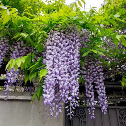Purple Wisteria
