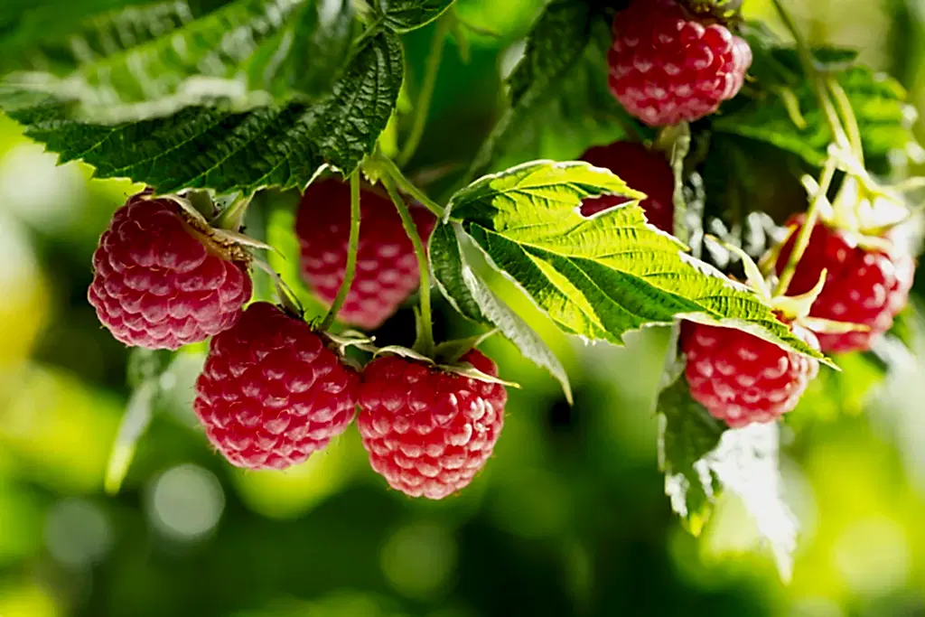 Raspberry