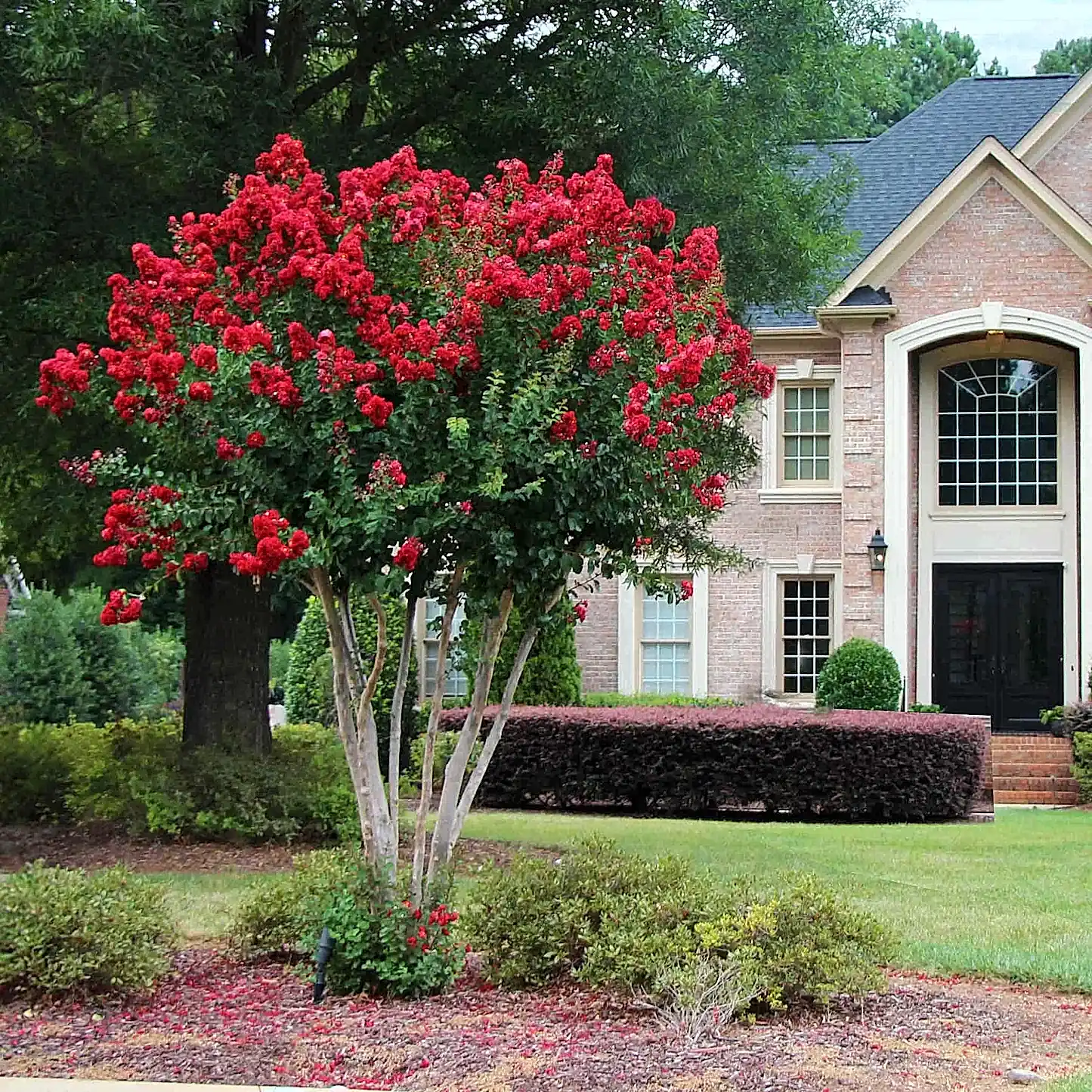 Scarlet Colorama™ Crapemyrtle