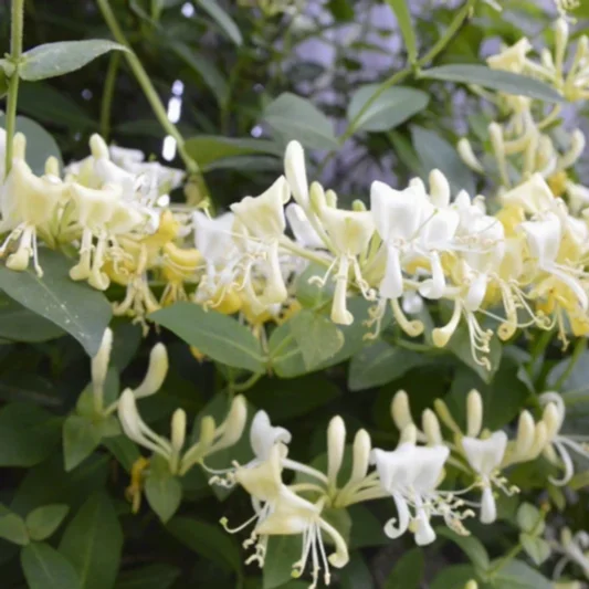 'Scentsation' Honeysuckle Vine