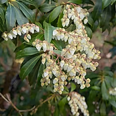 Scarlet O'Hara Pieris