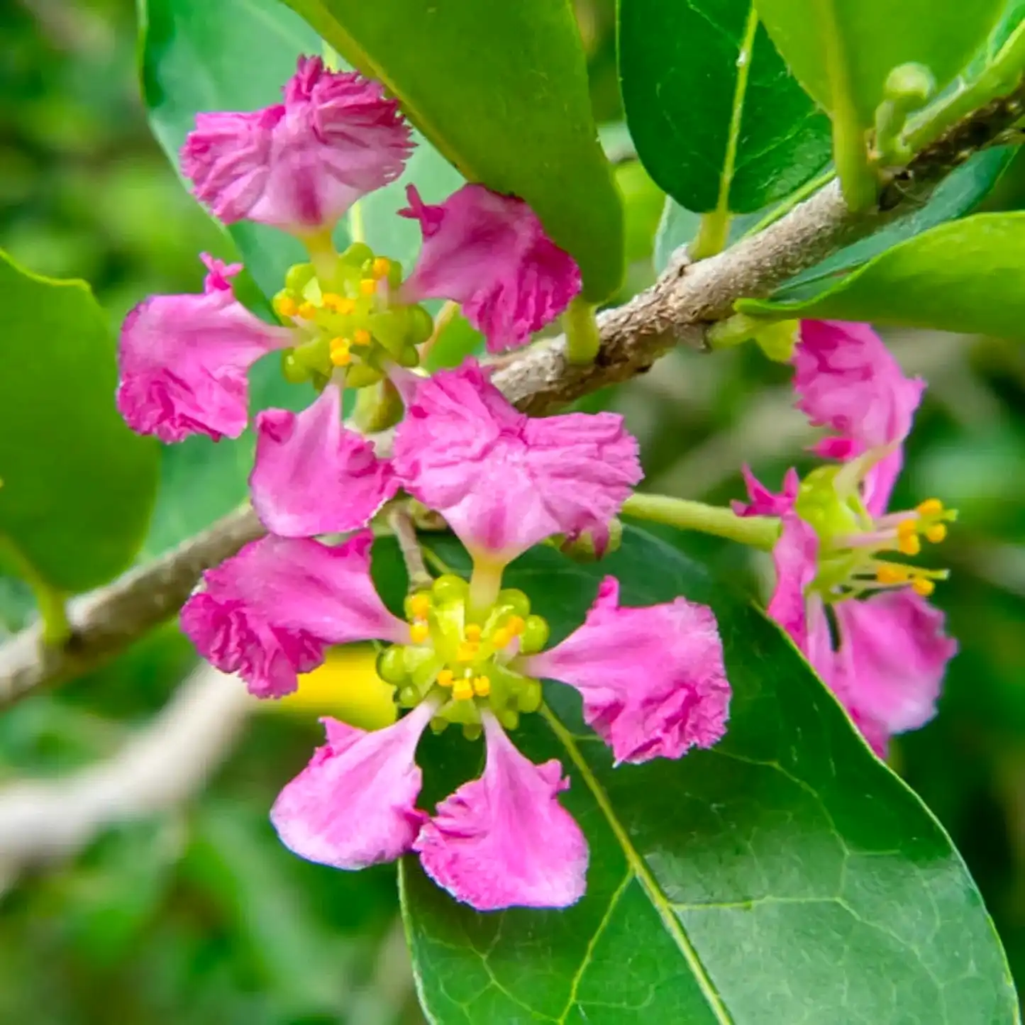 Barbados ‘Acerola’ Cherry Tree