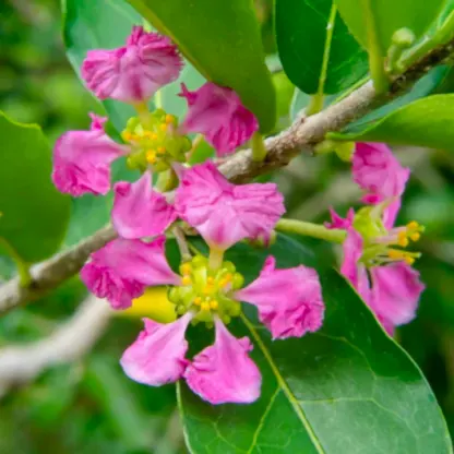 Barbados ‘Acerola’ Cherry Tree