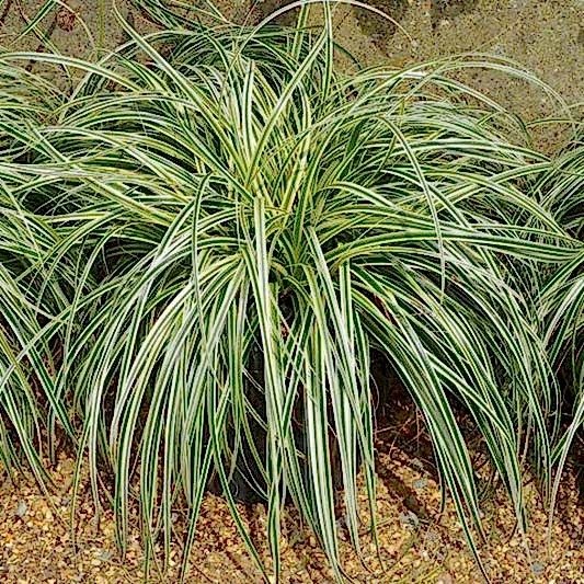 Carex Feather Falls™