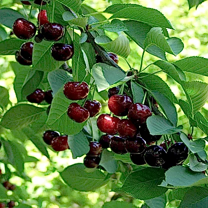 Romeo Cherry Tree