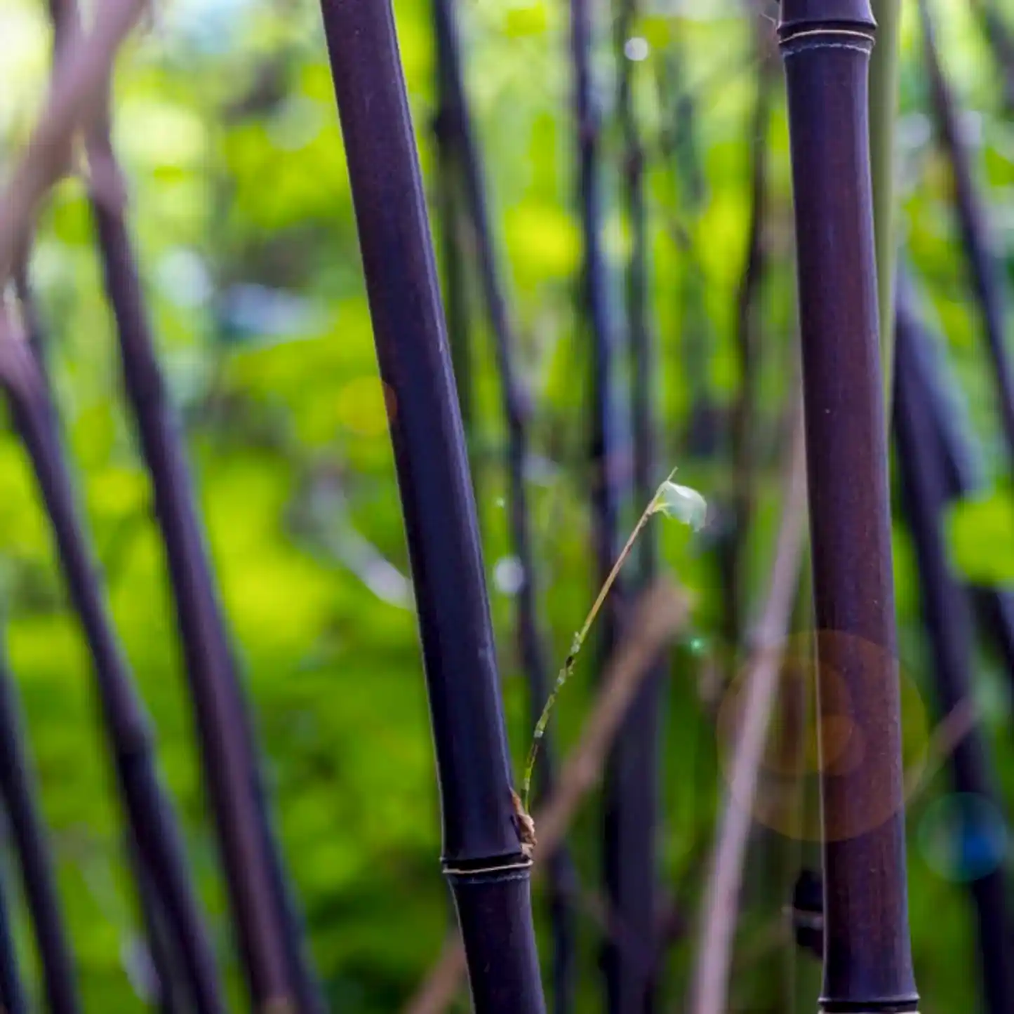 Black Bamboo