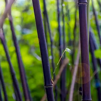 Black Bamboo