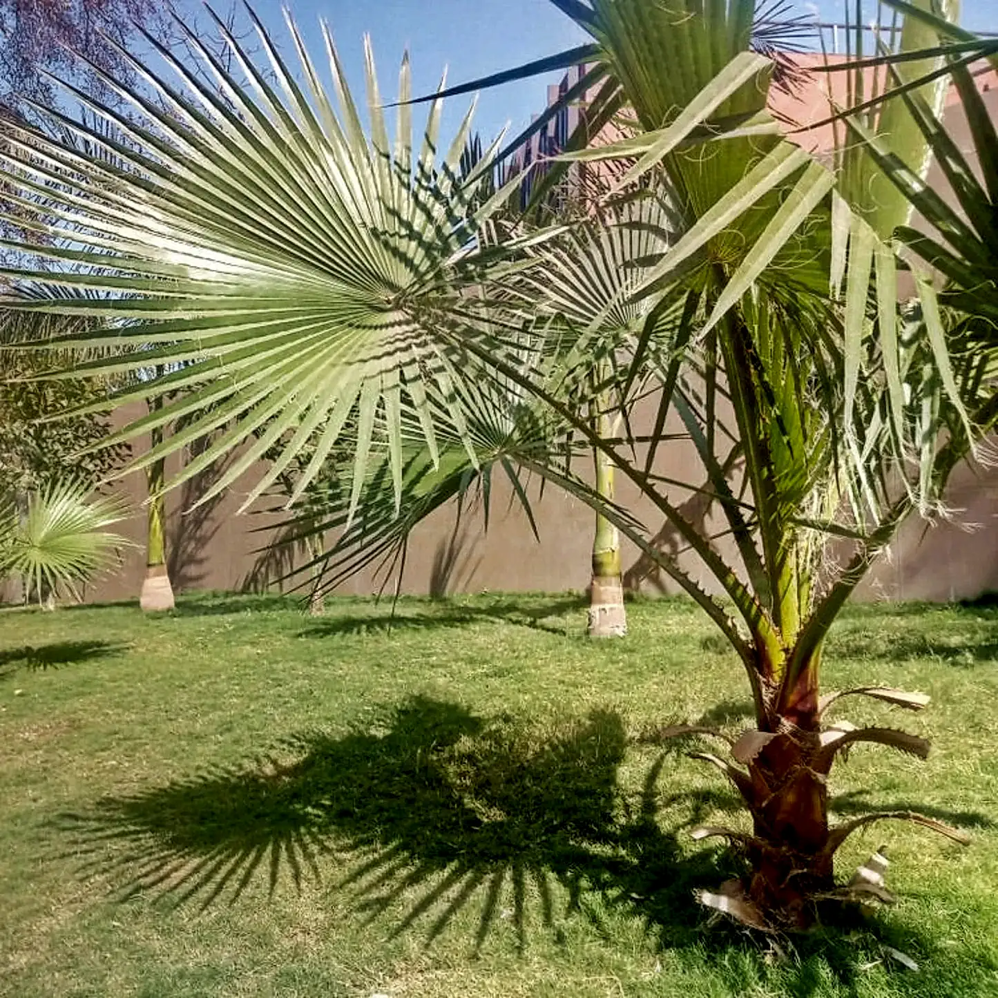 Dwarf Palmetto Tree