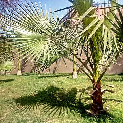 Dwarf Palmetto Tree