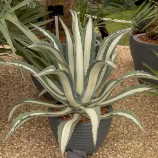 Agave Americana Mediopicta Alba