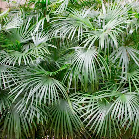 Needle Palm Tree