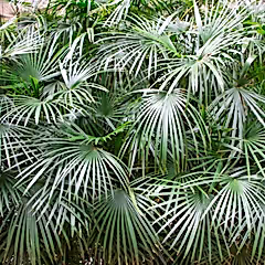 Needle Palm Tree